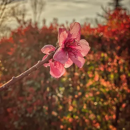 Residenza Il Fiore 4*