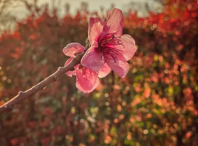 Residenza Il Fiore 4*